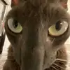 Haven Davis - @haven.davis7 - TikTok