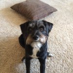 Haven Davis - @haven_the_pup - Instagram