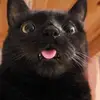 haven lee - @haven.lee83 - TikTok