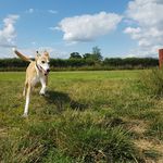 Hound Haven at Shaw - @houndhavenatshaw - Instagram