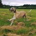 Hound Haven at Shaw - Facebook