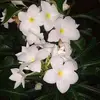 Haydee Rojas - @haydee.rojas89 - TikTok
