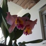 Haydee Vazquez - @haydee.vazquez.5 - Instagram
