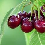cherry_hayden - @cherry_hayden - Instagram