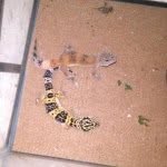 Hayden Chism - @gecko_guy_101 - Instagram