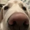 Dog lad - @haydenrowley6 - TikTok