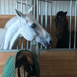 Hayden Wheeler - @haydenequitate.extras - Instagram