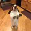 Hailey Pace - @haylame - TikTok