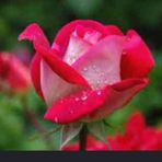 Haley Basham - Facebook