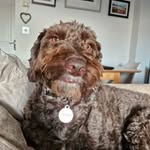 Hayley Buchanan - @halesbales51 - Instagram