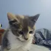 Hayleyscase - @hayleyscase - TikTok