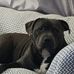 Hayley Pringle Dutton - Facebook