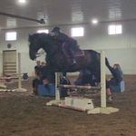 Hayley Lamb - @hayle_eq - Instagram