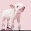 Hayley lamb - @piglet888 - TikTok