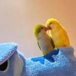 Hayley & Luke Dumflys Life - @dumflys - Instagram