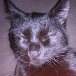 Hayley Meyer - @percy_the_cat_88 - Instagram