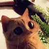 Hayley - @hayley_schaefer - TikTok