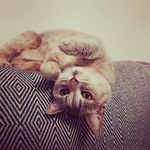 Hayley Harrison-Weaver - @weaverington - Instagram