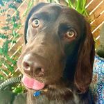 Hazel Allen - @miss_hazel_thecockador - Instagram