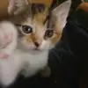 Hazel Milton Arnold - @hazelmiltonarnold - TikTok