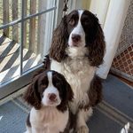 Hazel Basel & King Arthur - @hazel.arthur_springers - Instagram