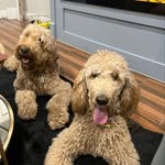 Asher James The Doodle 🐶 & Hazel The Poodle 🐩 - @asherthedoodlehazelthepoodle - Instagram