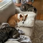 Hazel, Asher, and Smalls - @hazelandtheboyz - Instagram