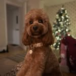 @hazel_barryfield - Instagram