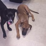 JJ & Hazel Barron - @shitboxandchewy - Instagram
