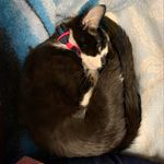 Hazel Barton - @hazel.basil_kitty - Instagram