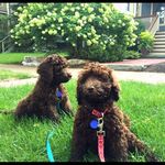 Baxter&Hazel - @baxterhazel5768 - Instagram