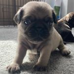 Hazel 🤎 & Baxter 💙 - @hazelnutthepug_ - Instagram
