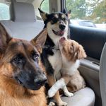 🐾 Hazel & Bentley 🐾 - @_nothazel - Instagram