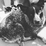 Bentley Hazel - @bentleyhazel48 - Instagram