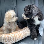 ℍ𝕒𝕫𝕖𝕝 + 𝕄𝕠𝕨𝕘𝕝𝕚 + 𝔹𝕖𝕟𝕥𝕝𝕖𝕪 - @lifeofhazelmowgli - Instagram