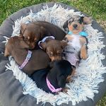 Hazel Snickers Bentley - @the_snag_trio - Instagram