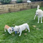 Benton, Hazel and Hank - @bentonhazelandhank - Instagram