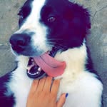 Hazel 🐶😍 - @hazel_bernard - Instagram