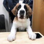 Hazel The Bernard - @hazel_the_bernard - Instagram
