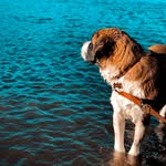 Hazel The Saint Bernard - @saint.in.suffolk - Instagram