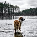 Hazel The Saint Bernard - @hazelthestbernard - Instagram