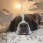 Hazel the Saint Bernard 🐶 - @hazelthesaint - Instagram