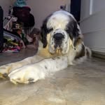 Hazel the St Bernard - @hazelthest - Instagram