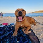 @hazel.best_dog_ever - Instagram
