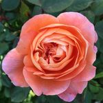 Hazel Best - @floralhay - Instagram