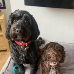 Henry and Hazel - @henry_hazel_birch.cockapoos - Instagram