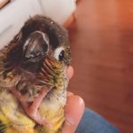 Hazel🦜 - @hazel_the_bird - Instagram