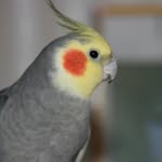 Mac and Hazel Bird - @mac_and_hazel_bird - Instagram