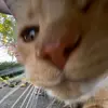 hazelblanke - @hazel.blanke - TikTok