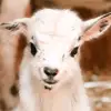 ⚡Random Vidz⚡ - @iiihazelbliss - TikTok
